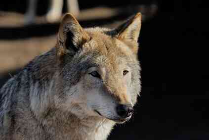 Comment Peindre un Loup