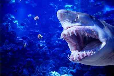 Comment Devenir Vétérinaire Tech pour les Animaux Marins