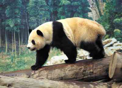 Comment Faire un Panda Bear de l