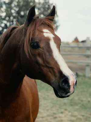 Comment Faire un Cheval de Chaussettes