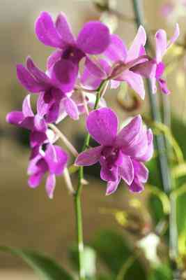 Comment Faire des Orchidées De Bas Nylon