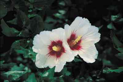 Hibiscus De L
