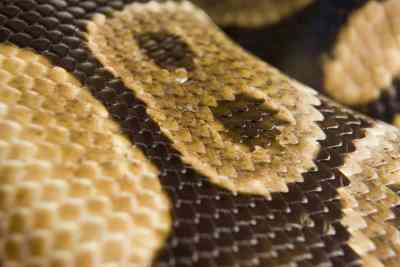 Comment Faire de Tissu de peau de serpent