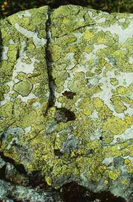 Comment Teindre Avec de la Mousse, de Lichens