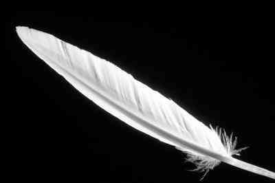 Comment Faire un le Lac des Cygnes de l