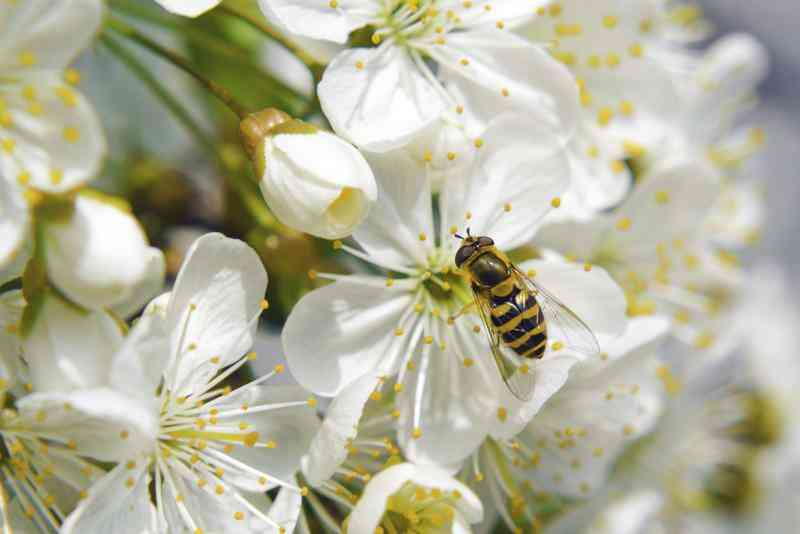 Comment Enseigner aux Enfants au Sujet de la Pollinisation