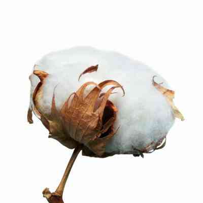 Ring Spun Coton vs Coton Peigné
