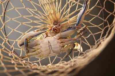 Comment Tuer un Crabe