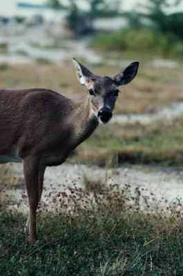 Comment Fumer le Cerf Chevreuil à l