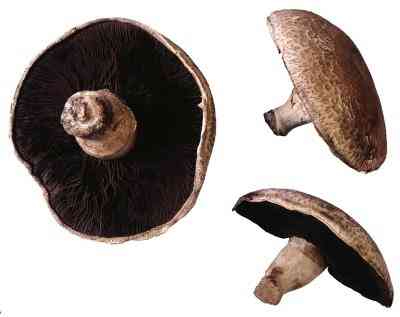 Comment Farcir les Champignons Portobello