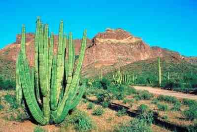 Pourquoi Mon Cactus a Diminué dans la Taille