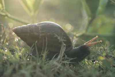 Les Différences Entre Les Limaces & Escargots