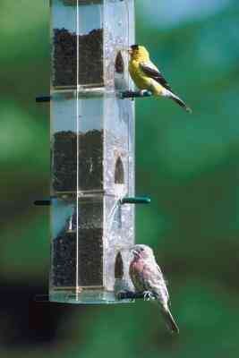 Comment Pigeon Preuve de Mangeoires d