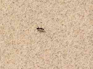 Comment se Débarrasser des Fourmis de Sable