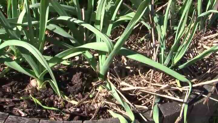 Comment Utiliser de la Paille pour Couvrir un Jardin potager