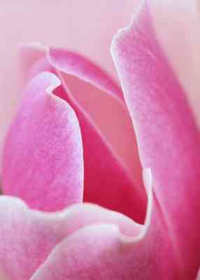 Période de floraison de la Rose de Magnolia Arbre à la Fin du Printemps