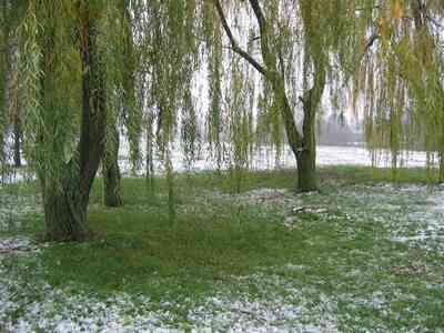 Comment Former un Saule Pleureur