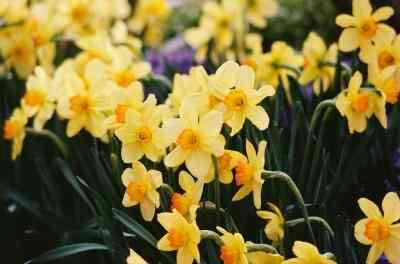 Comment enlever les fleurs fanées des Jonquilles