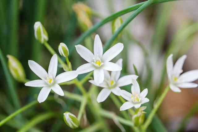 Comment faire Pousser Étoile de Bethléem Fleurs