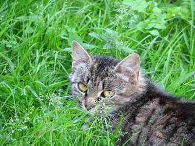 Est La Le Palmier D Arec Plantes Toxiques Pour Les Chats