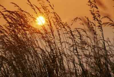 Les Conditions climatiques pour la culture du Blé