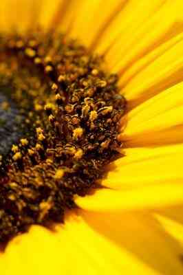 Les Graines de tournesol vs Graines de Citrouille