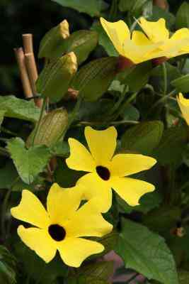 Comment faire Pousser des Black-Eyed Susan Vigne (Thunbergia Alata)