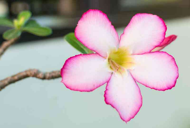 Pourquoi Ma Rose Du Désert Chute Des Feuilles?
