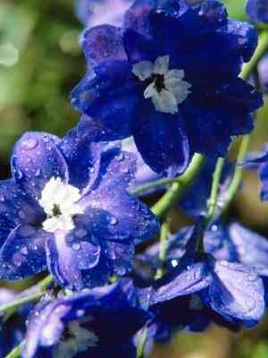 Comment enlever les fleurs fanées un Delphinium