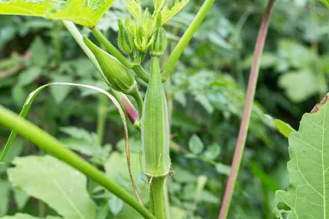 Comment Planter et de Cultiver le Gombo