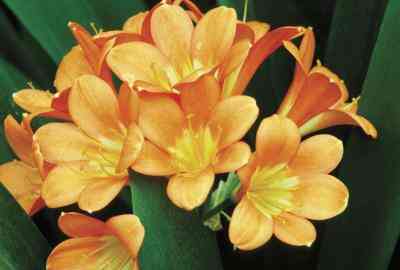 Pourquoi Mon Clivia Feuilles Virant Au Jaune?