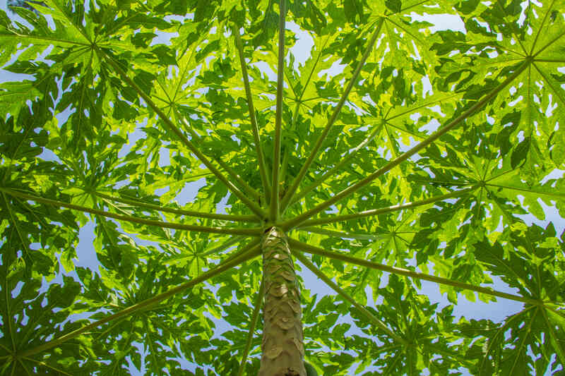 Les Variétés De Papaye