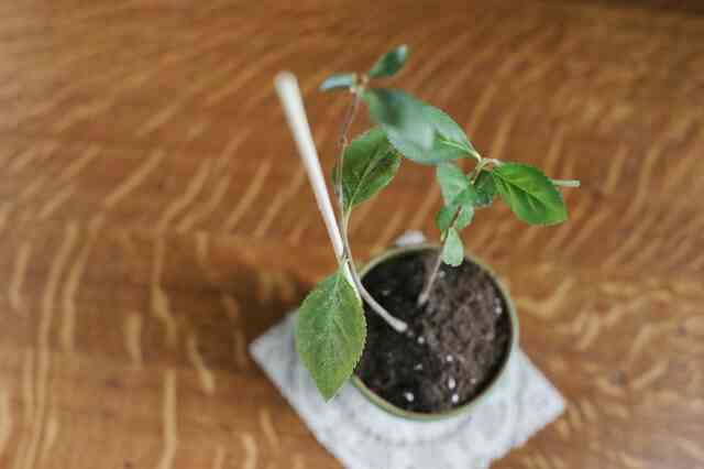 Comment faire Pousser des Aronia