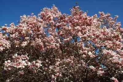 Pourquoi Ne Magnolia Feuilles Virent Au Brun?