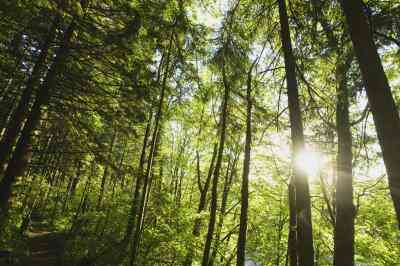 Comment savoir Si un Arbre Est Mort ou Vivant