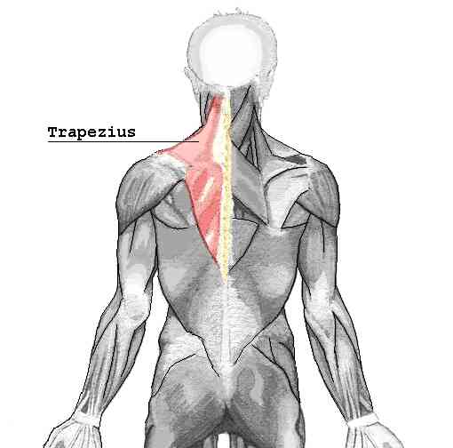 Muscle Trapèze Soulagement De La Douleur