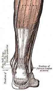 Traitement pour un Tendon d