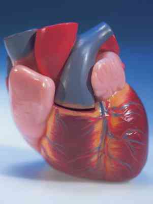 Quelles Sont les Causes de battement de coeur Rapide?