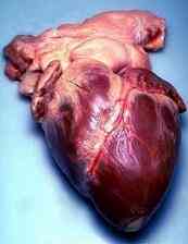 Effets secondaires de Palpitations Cardiaques
