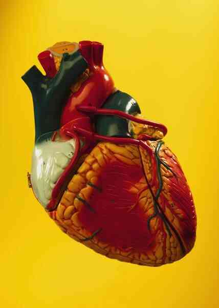 Comment Traiter les Palpitations du Cœur