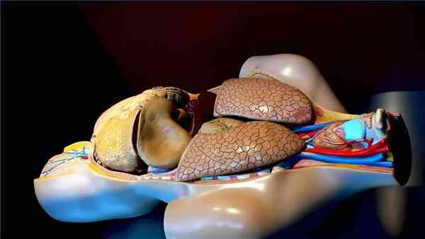 Quels Sont les Organes du Système Cardio-vasculaire?