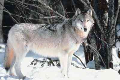 Adaptations uniques du Loup Gris