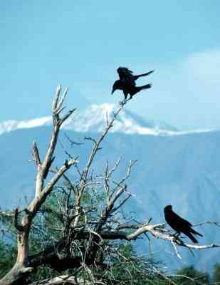Comment Identifier une Plume de Corbeau