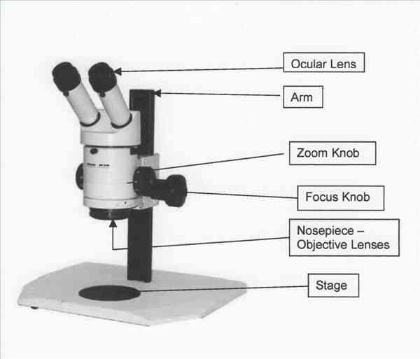 Comment Utiliser un Microscope à Dissection