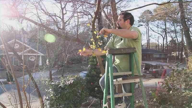 Comment la Chaîne de Lumières de Noël sur les Branches des Arbres