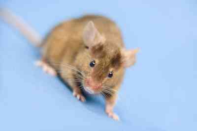 Une Odeur de Souris dans le sèche-linge