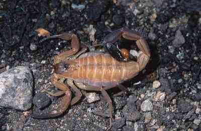 Comment Amener Un Bebe Scorpion A Sortir De La Clandestinite Dans Votre Chambre