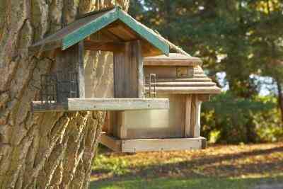 Comment Attacher un Nichoir à un Arbre Sans Dommage