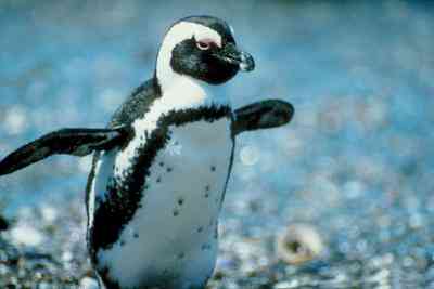 Comment Faire Pingouins De Touches de l