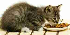 Choisir la nourriture pour chat: trouver la meilleure nourriture pour chat